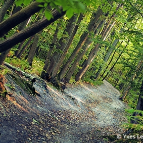 Forêt de l'Hautil