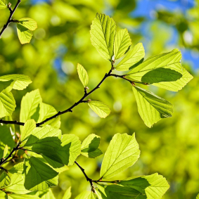 Élagage des arbres