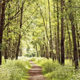 Chemins en forêt