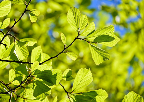 Élagage des arbres