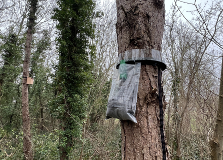 Piège à chenilles processionnaires
